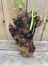 Image result for Xerophyta trichophylla