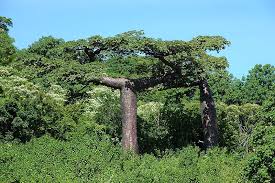 Image result for Bobgunnia madagascariensis