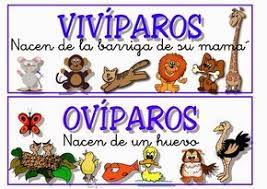 Vocabulario En Imagenes Maestra De Infantil Y Primaria Carteles Con La Clasificacion De Anima Clasificacion De Animales Animales Oviparos Animales Viviparos