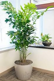 Shop ebay for great deals on cutting/leaf houseplants. Pin On Cyrus Bedroom Ideas