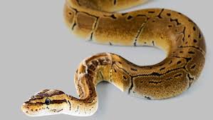 In vielen terrarien finden man daher diverse arten. Bangkok Schlangen In Toiletten Verbreiten Angst Und Schrecken Panorama Stuttgarter Nachrichten