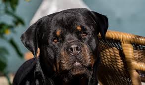 This cute name means brown. 200 Male Rottweiler Names Popular Aggressive German Names Petpress