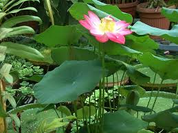 Lotus Care Growing The Sacred Lotus In Your Pond Sacred Lotus Ponds Backyard Plants