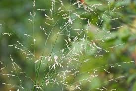 Image result for Agrostis kilimandscharica