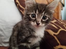 Kitty Cute - Free photo on Pixabay