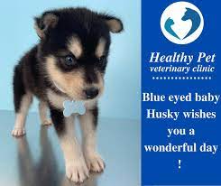 Healthy pets make happy pets! Healthy Pet Veterinary Clinic Amman Serious Husky Puppy During His First Visit In The Healthypetveterinaryclinic It Is Very Important To Be Sure That Your New Dog Healthy And Ready To