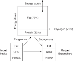 Examples include carbohydrates, proteins, fats, antioxidants, fibre, and water. Macronutrient An Overview Sciencedirect Topics