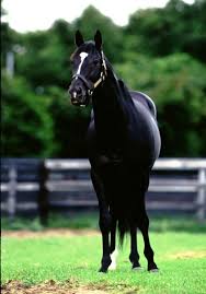 SUNDAY SILENCE “It's the end of a wonderfully blessed racing career, and  the beginning of a new one. He's been a wonderful horse and he'll be a  wonderful stallion.”