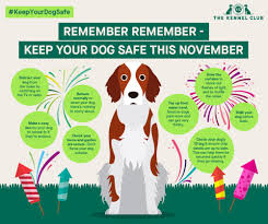 So, if you know that your dog gets overstimulated by cars, try your best to stay calm around them. Fireworks Dog Health The Kennel Club