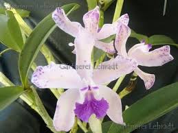 Image result for Polystachya galeata