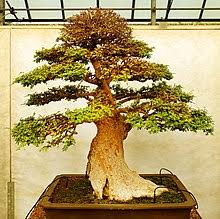 Tree species that shed leaves in fall or in the dry season. Bonsai Wikipedia