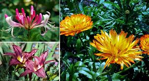 Borage is said to help us forget our troubles, and calendula flowers, commonly known. 9 Best Edible Flowers You Can Eat How To Grow Edible Flowers