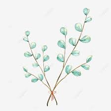 Eucalyptus Leaves Watercolor Hd