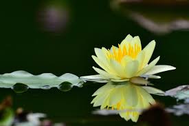 Check spelling or type a new query. Lotus Flower Meanings Symbolism Planting Care Uses Uniguide