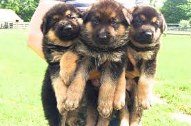 Use the search tool below and browse adoptable. German Shepherd Puppies For Sale For Sale In North Salem New York Classified Americanlisted Com