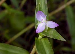 Image result for Murdannia simplex