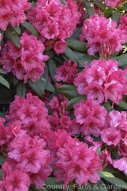 Rhododendron Cary Ann Corona X Vulcan An American Hybrid Raised By The Wrights About 1962 It Has Good Foliage Lar Rhododendron Large Flowers Flowers