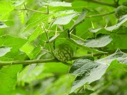 Image result for Solanum aculeatissimum