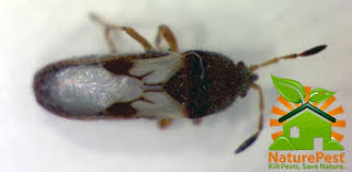 Service type pest control termite control. 2 Steps To Control Chinch Bugs Florida