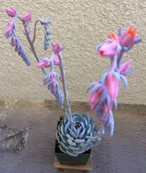 Check spelling or type a new query. How To Behead An Echeveria And Cut Off Bloom Stalks Succulent Plant Care