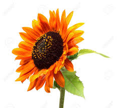 Robust stems grow quickly to heights of 2 to 4 feet and produce dainty. Red Flower Sunflower Isolated On A White Background Flat Lay Stock Photo Picture And Royalty Free Image Image 64031517