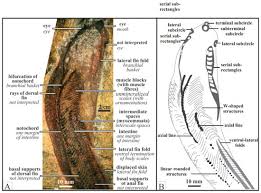 Image result for Crepidomanes chevalieri