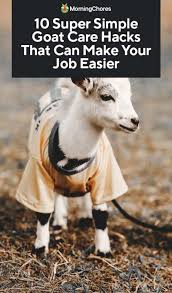 10 Super Simple Goat Care Hacks That Can Make Your Job Easier Goats Goat Care Goat Farming