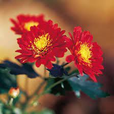 13 Creative Ways To Decorate With Mums For The Best Fall Display On Your Block Autumn Garden Showy Flowers Blooming Plants