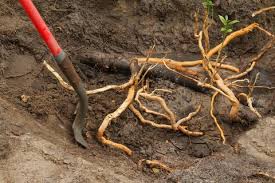 If you use the wrong soil or pack on too much, the tree won't get enough water to stay hydrated. Troublesome Tree Roots And Artificial Grass Blog