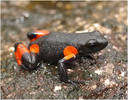 Image result for Fadogia gossweileri