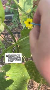 Image result for how to self pollinate cucumbers