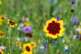 Native plants are often a good bet for the florida gardener. Florida Native Plants List 10 Flowers That Bloom With Beauty