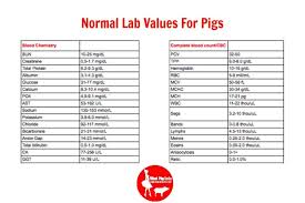 Mini Pig Health The Basics Mini Pig Info