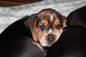 Black And Tan Beagle Sweet Black And Tan Beagle Baby Bronco Hard To Believe He Was This Sweet And Little Once With Images Beagle Black And Tan Dogs