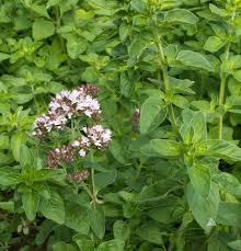 Image result for Origanum