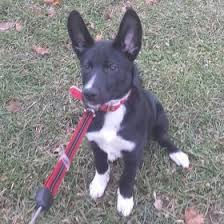 The golden shepherd combines the playful attitude of a golden retriever with the devotion and athleticism of a german shepherd. 7 Things To Know Before Buying A German Shepherd Lab Mix A K A Sheprador