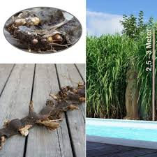 The rhizomes can be planted with a specialist rhizome planter or a modified potato planter after the site has been prepared. Der Unterschied Zwischen Miscanthus Rhizomen Und Miscanthus Stocken Jumbograshecke Com