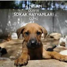 Seda Firat Belli Adli Kullanicinin Oradan Buradan Panosundaki Pin Nisan