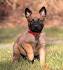 Belgian Shepherd / Malinois Dog Breed Profile | Petfinder