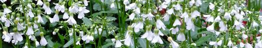 Image result for Cardamine