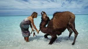 Mostly dromedaries but also some bactrian camels. Feral Camels Australia Population Estimated To Be At 1 2 Million And Growing Fast