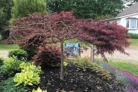 Common to maples, the fungal pathogens enter the trees. Why Is One Side Of My Japanese Maple Or Just One Large Branch Completely Dead Mike S Backyard Nursery