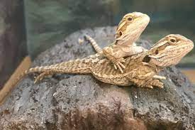 Does petco have bearded dragons? Find Someone Who Spoons You Like This Bearded Dragon At Petco Spoons This Other Bearded Dragon At Petco Aww