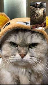 pin on my inner crazy cat lady