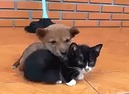 We did not find results for: Natsdorf Puppy Cuddles With Kitten