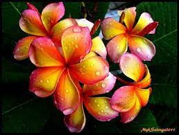 Dark Rainbow Plumeria Plumeria Flowers Most Beautiful Flowers Beautiful Flowers