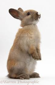 Baby Brown Rabbit Standing Up Photo Animals Cute Animals Cute Baby Bunnies