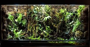 Raf S Viv With New Lights Vivarium Tropical Terrariums Reptile Terrarium