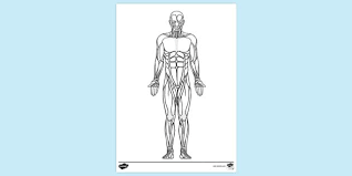 This muscle group is used on all side of body lifting motions. Free Muscles Front Of Body Colouring Sheet Teacher Made