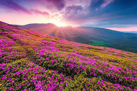 Maybe you would like to learn more about one of these? Valley Of Flowers Uttarakhand India Pics